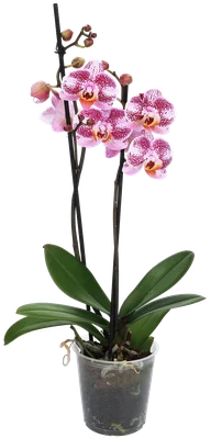 Vlinder orchidee 2 takken