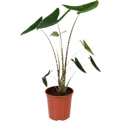 AH Alocasia zebrina 21 teelt