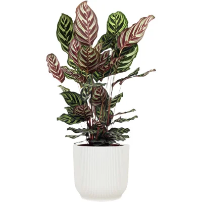 AH Calathea makoyana 21 teelt