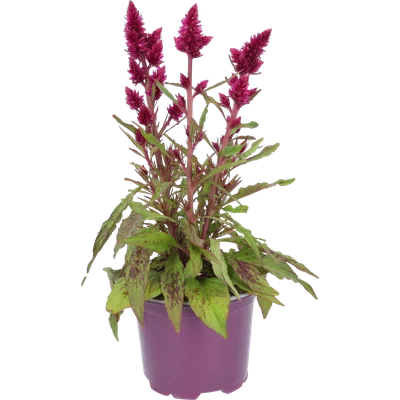 Celosia deep purple pot 12cm