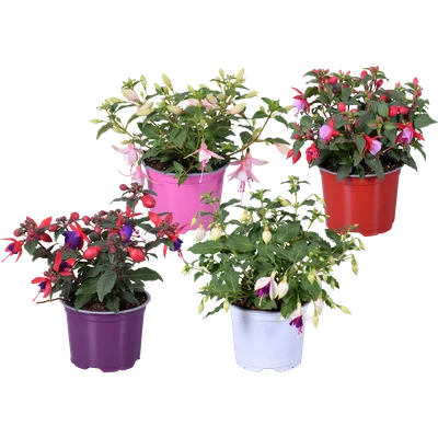 Fuchsia