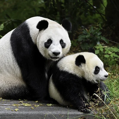  Ouwehands dierenpark entree