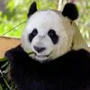 Entreeticket Ouwehands Dierenpark