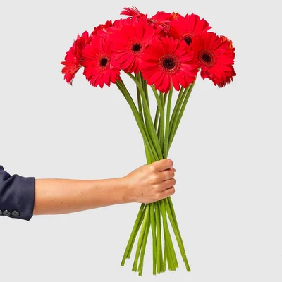 AH Gerbera rood