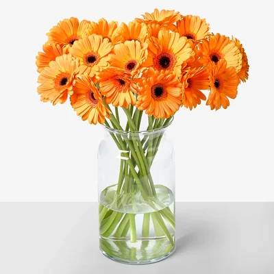 AH Gerbera oranje