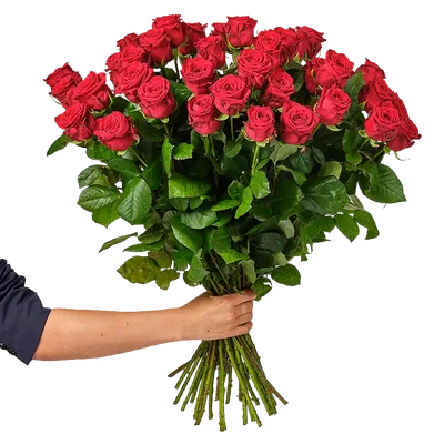 AH Rode rozen x15